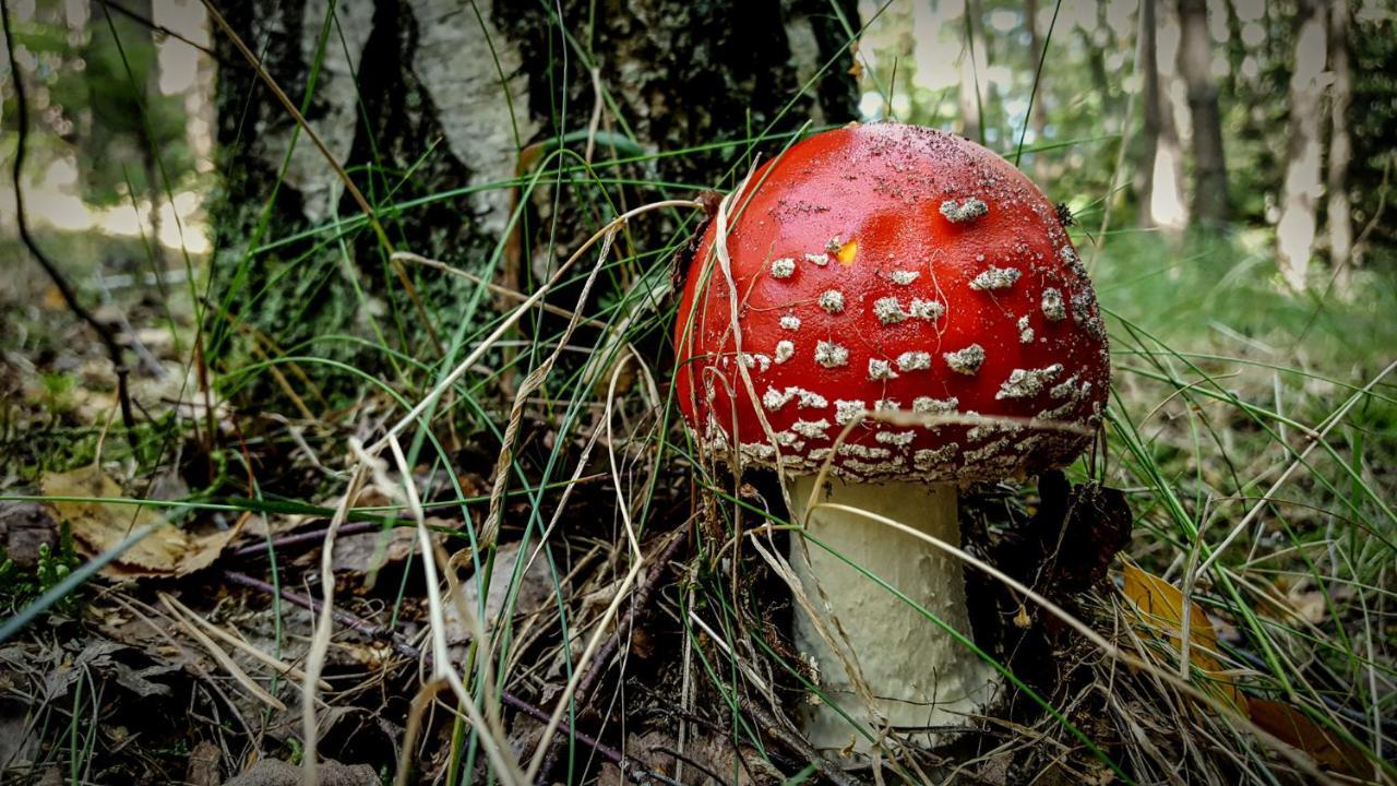 Отель Urzeka Drzewce  Экстерьер фото